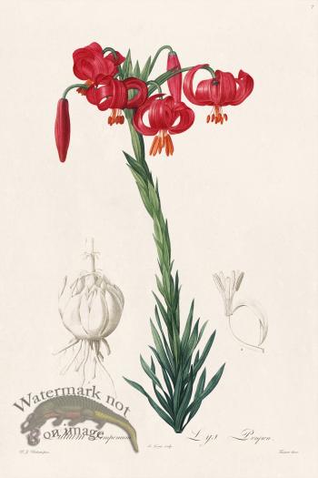 Les Liliacees Redoute 007